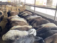 Qoʻy, Krasnoyarsk sheep — 3-rasm