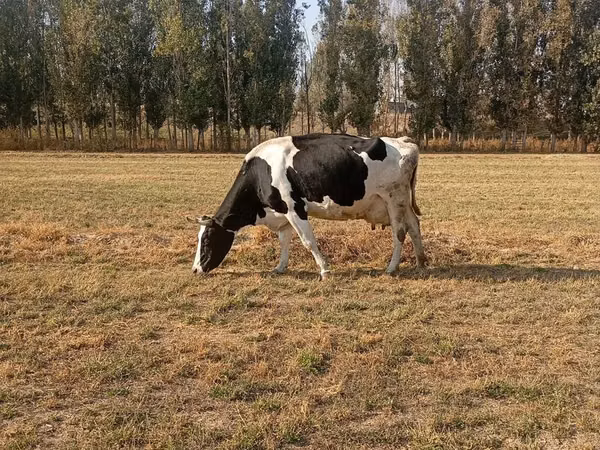 بقرة, Russian Black pied cattle