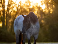 Hengst, Percheron — Foto 3