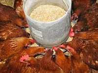 Chickens — Foto 6