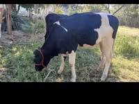 Kuh, Holstein-Rasse — Foto 3