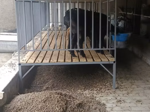 Куй кура замоанвий