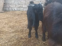 बकरी, Damask goat — फ़ोटो 7