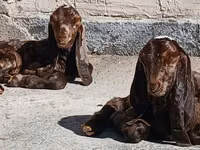 Ziegenbock, Beetal goats — Foto 1