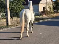 母马, Horses — 照片 5