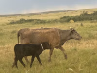 Kuh, Latvian Blue cattle — Foto 2