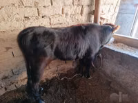 母牛, Cattle — 照片 2