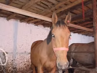 Caballo, Manipuri pony — foto 5