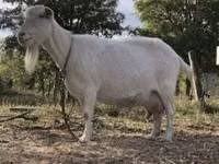 Ziege, Saanen goat — Foto 1