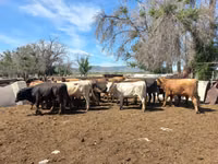 公牛, Cattle — 照片 2