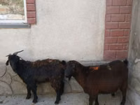 Ziege, Ziegen — Foto 1