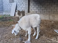 عنزة, Saanen goat — الصورة 5