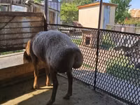 Schaf, Arashan sheep — Foto 4