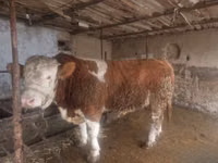 Bulle, Simmental cattle — Foto 1