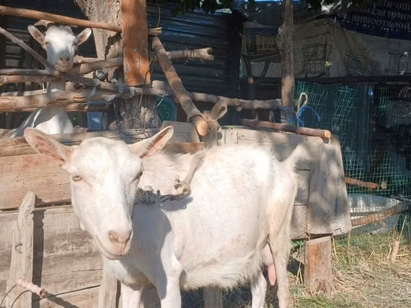 母山羊, Saanen goat — 乌兹别克斯坦