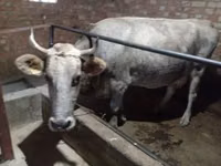 Cow, Alatau breed — photo 4