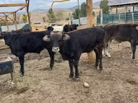 Bulle, Swiss cattle — Foto 5
