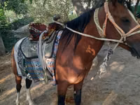 Caballo, Caballos — foto 3