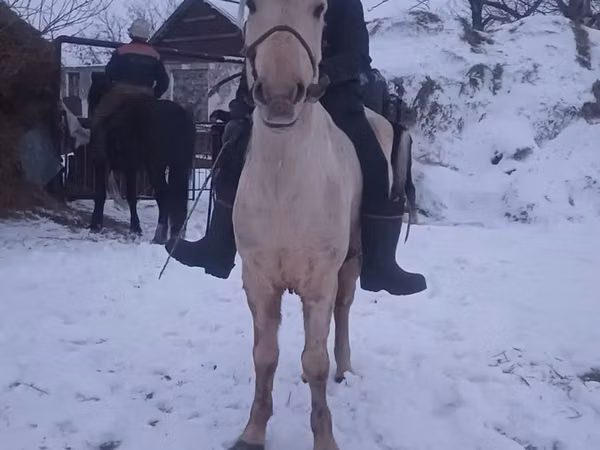 Hengst, Yakutian horse