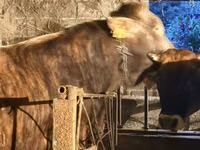 公牛, Swiss cattle — 照片 2