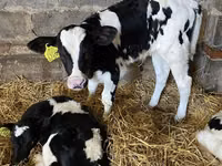 公牛, Russian Black pied cattle — 照片 6