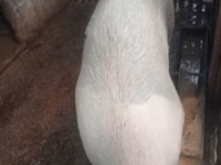 Säue, Schweine — Foto 2