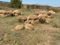 Бұқа, Ірі қара — 2-сурет