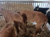 Bulle, Simmental cattle — Foto 5