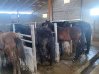 Pferde (Partie, Geschlecht nicht angegeben), Kyrgyz Horse — Foto 3