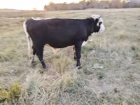 गाय, Simmental cattle — फ़ोटो 3