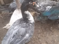 Turkeys — 照片 5