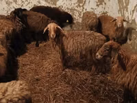 كبش, الأغنام — الصورة 3