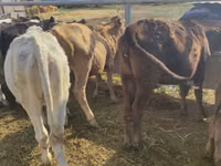 Cow, Holstein breed — photo 3