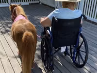 Stute, Miniature horse — Foto 5