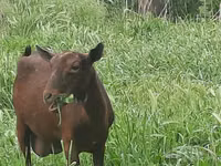 Ziege, Irish goat — Foto 6
