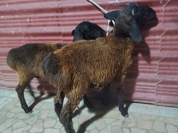أغنام (دفعة، الجنس غير محدد), الأغنام