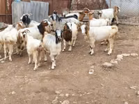 عنزة, Damask goat — الصورة 3