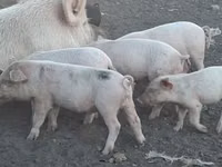 Schweine (Partie, Geschlecht nicht angegeben), Schweine — Foto 8