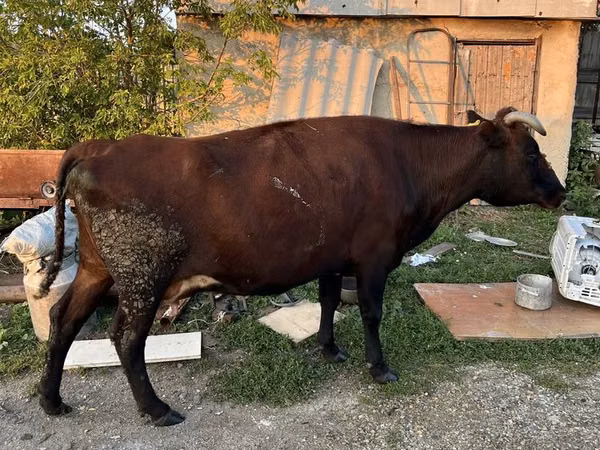 Sigir, Qoramol