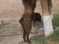 Ziegenbock, Nubian Goat — Foto 3