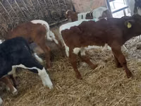 Buqa, Simmental cattle — 6-rasm