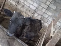 母牛, Cattle — 照片 3