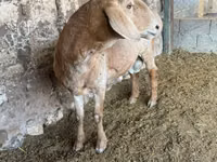 كبش, Arashan sheep — الصورة 1