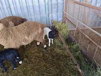 Sheep, Dorper sheep — photo 3