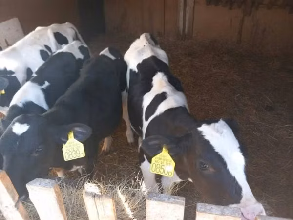 Bulle, Russian Black pied cattle