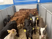 Bovinos (lote, sexo no especificado), Simmental cattle — foto 3