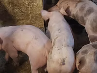 नर सूअर, सूअर — फ़ोटो 2