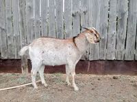 Ziegenbock, Nubian Goat — Foto 2