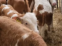 Rinder (Partie, Geschlecht nicht angegeben), Simmental cattle — Foto 2