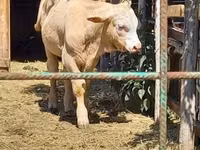 公牛, Simmental cattle — 照片 1